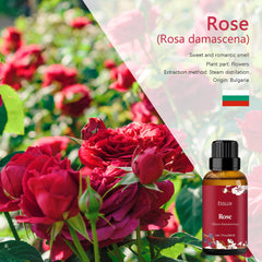 ESSLUX Rose Essential Oil, Aromatherapy Oils for Diffuser, Massage, Soap, Candle Making, Perfume, 30 ml