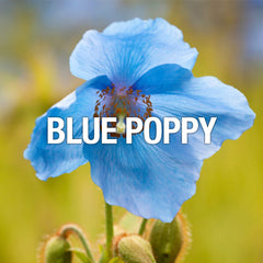 Lucky Brand You Body Mist For Women, 236 ML