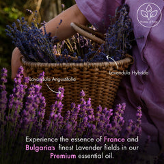 MAJESTIC PURE Lavender Essential Oil, Therapeutic Grade, Pure and Natural, Bulgarian, for Aromatherapy, Massage, Topical & Household Uses, 1 fl oz