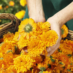 WELEDA Calendula Pflegeöl mit zartem Duft