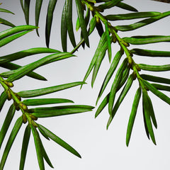 Lacoste L.12.12 Blanc Perfume for Men Eau De Parfum 100ML