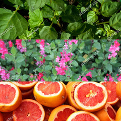 Calvin Klein Escape Perfume for Men Eau De Toilette 50ML