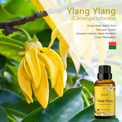 ESSLUX Ylang Ylang Essential Oil, Premium Grade Aromatherapy Essential Oils, Perfect for Diffuser, Massage, Soap & Candle Making, 30 ml