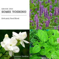 GRAND CRUS SOMEI YOSHINO - Berdoues EDP Best Perfume for Men & Women