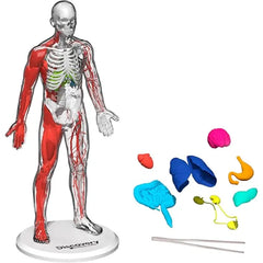 Discovery 3D Human Anatomy Biology Model Kit, 28 Piece Glow in The Dark Human Body Model Skeleton, Interactive Learning & Education Toys Ages 8+