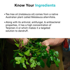 Soulflower Organic Tea Tree Essential Oil, Anti Dandruff, Anti Acne, 100% Pure, Natural, Vegan, Clinically Tested, Ecocert Cosmos Certified, 30 ml